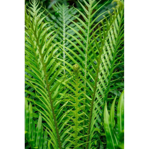 Fern Black Modern Wood Framed Art Print by Engelbrecht, Lisa S.
