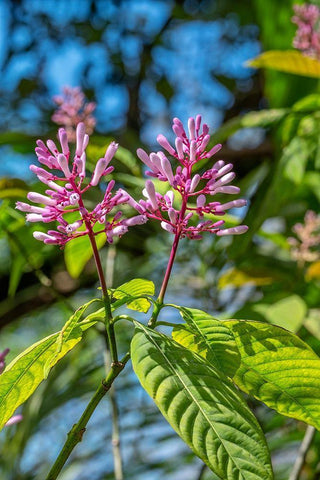 Firespike plant Black Ornate Wood Framed Art Print with Double Matting by Engelbrecht, Lisa S.