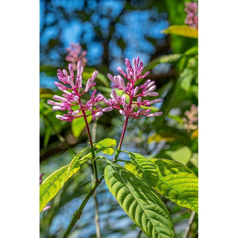 Firespike plant White Modern Wood Framed Art Print by Engelbrecht, Lisa S.