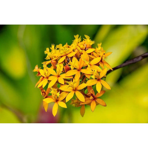 Fire-star Orchid Black Modern Wood Framed Art Print by Engelbrecht, Lisa S.