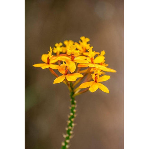 Fire-star Orchid Black Modern Wood Framed Art Print by Engelbrecht, Lisa S.