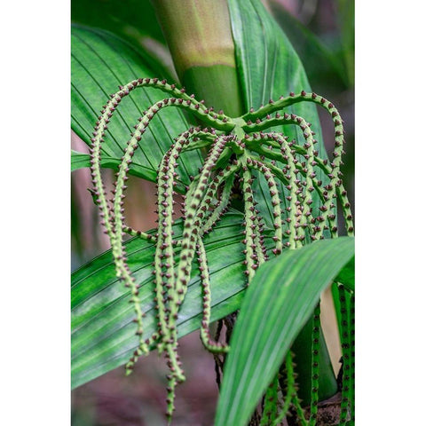 Flower of a Chamaedorea palm tree Black Modern Wood Framed Art Print by Engelbrecht, Lisa S.