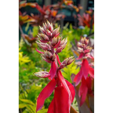 Flowering Aechmea plant White Modern Wood Framed Art Print by Engelbrecht, Lisa S.