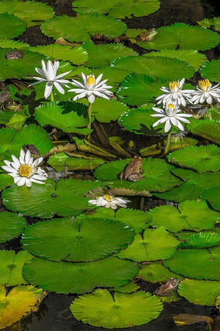 Frogs among Woods White Knight lilies Black Ornate Wood Framed Art Print with Double Matting by Engelbrecht, Lisa S.
