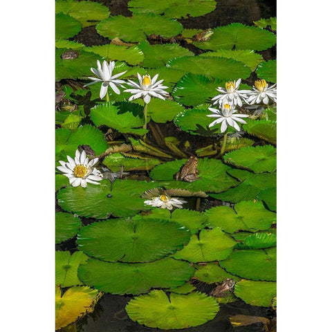 Frogs among Woods White Knight lilies White Modern Wood Framed Art Print by Engelbrecht, Lisa S.