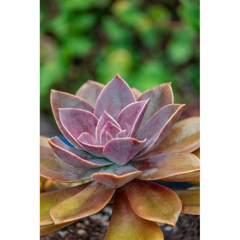 Ghost plant-succulent White Modern Wood Framed Art Print by Engelbrecht, Lisa S.