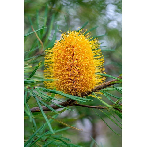 Golden Candlestick Gold Ornate Wood Framed Art Print with Double Matting by Engelbrecht, Lisa S.
