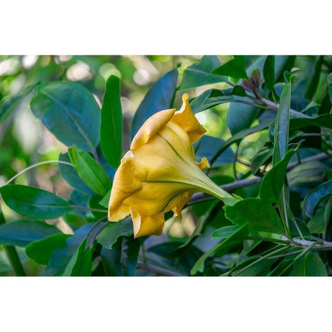 Golden Cup flower Black Modern Wood Framed Art Print with Double Matting by Engelbrecht, Lisa S.