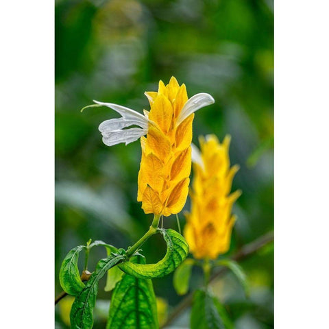Golden Shrimp Plant-lollipop plant Black Modern Wood Framed Art Print by Engelbrecht, Lisa S.