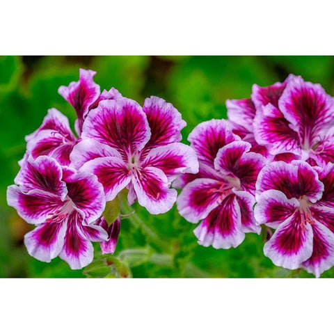 Gooseberry Geranium Black Modern Wood Framed Art Print by Engelbrecht, Lisa S.