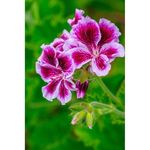 Gooseberry Geranium Gold Ornate Wood Framed Art Print with Double Matting by Engelbrecht, Lisa S.