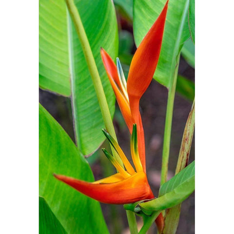 Heliconia White Modern Wood Framed Art Print by Engelbrecht, Lisa S.