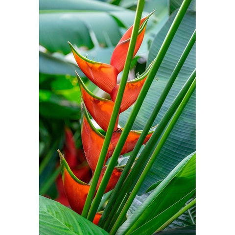 Heliconia White Modern Wood Framed Art Print by Engelbrecht, Lisa S.