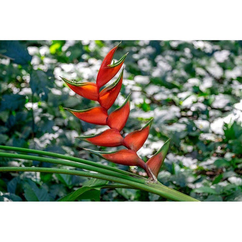 Heliconia Black Modern Wood Framed Art Print with Double Matting by Engelbrecht, Lisa S.