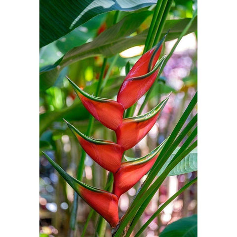 Heliconia Black Modern Wood Framed Art Print with Double Matting by Engelbrecht, Lisa S.