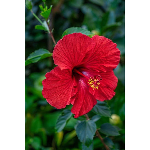 Hibiscus Black Modern Wood Framed Art Print with Double Matting by Engelbrecht, Lisa S.