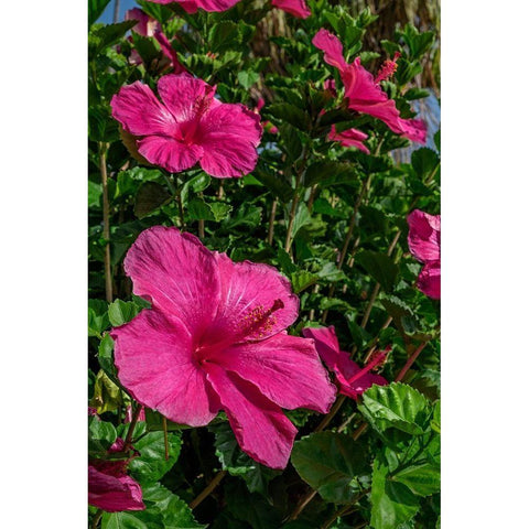 Hibiscus Black Modern Wood Framed Art Print by Engelbrecht, Lisa S.