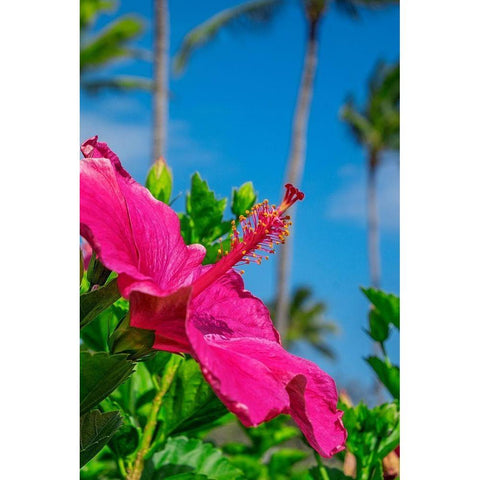Hibiscus Black Modern Wood Framed Art Print by Engelbrecht, Lisa S.