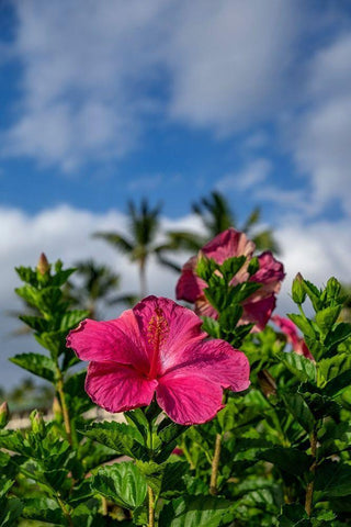 Hibiscus White Modern Wood Framed Art Print with Double Matting by Engelbrecht, Lisa S.