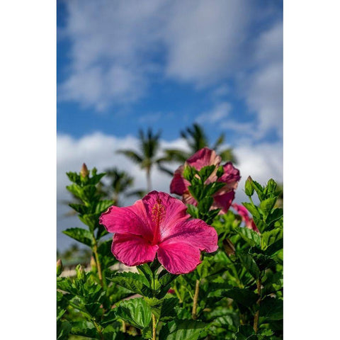 Hibiscus White Modern Wood Framed Art Print by Engelbrecht, Lisa S.