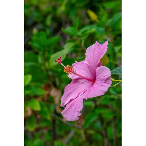 Hibiscus Black Modern Wood Framed Art Print by Engelbrecht, Lisa S.