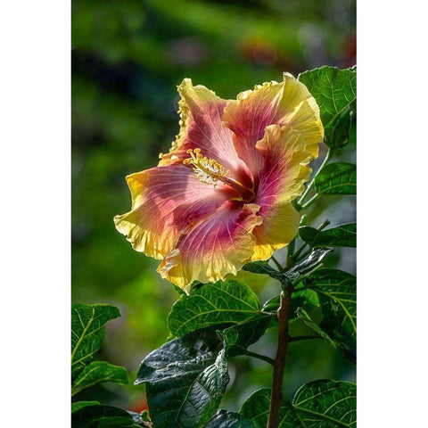 Hibiscus flower Gold Ornate Wood Framed Art Print with Double Matting by Engelbrecht, Lisa S.