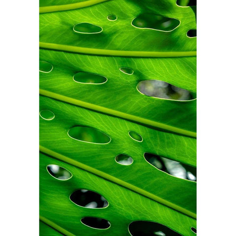 Hurricane Plant Black Modern Wood Framed Art Print by Engelbrecht, Lisa S.