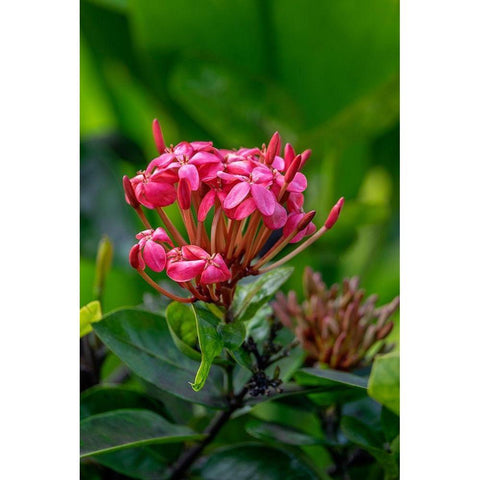 Ixora coccinea White Modern Wood Framed Art Print by Engelbrecht, Lisa S.