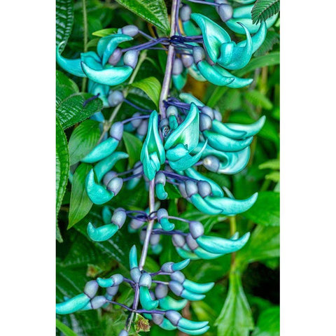 Jade vine Black Modern Wood Framed Art Print by Engelbrecht, Lisa S.