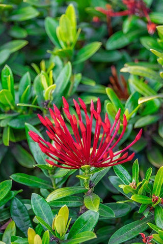 Jungle flame Black Ornate Wood Framed Art Print with Double Matting by Engelbrecht, Lisa S.