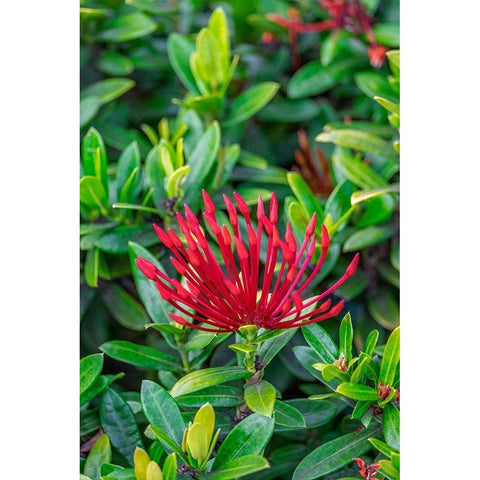 Jungle flame Black Modern Wood Framed Art Print with Double Matting by Engelbrecht, Lisa S.