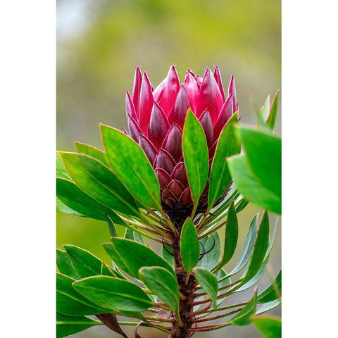 King Protea flower Black Modern Wood Framed Art Print by Engelbrecht, Lisa S.