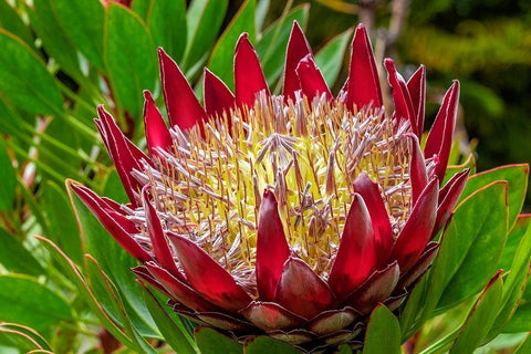 King Protea flower White Modern Wood Framed Art Print with Double Matting by Engelbrecht, Lisa S.