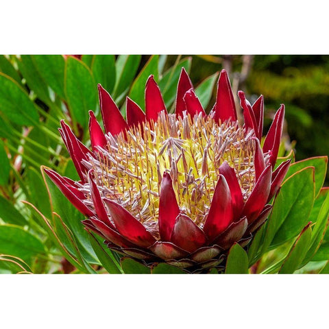 King Protea flower Black Modern Wood Framed Art Print by Engelbrecht, Lisa S.