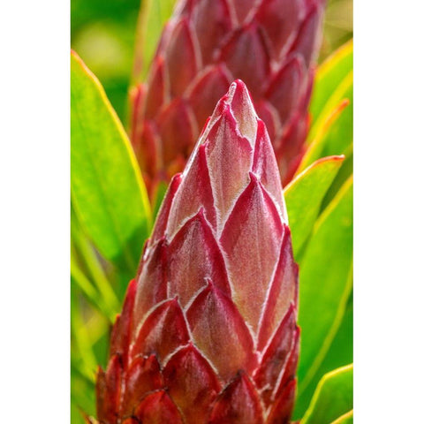 King Protea flower Black Modern Wood Framed Art Print by Engelbrecht, Lisa S.