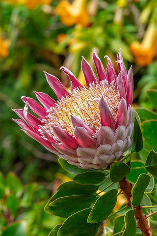 King Protea flower White Modern Wood Framed Art Print with Double Matting by Engelbrecht, Lisa S.