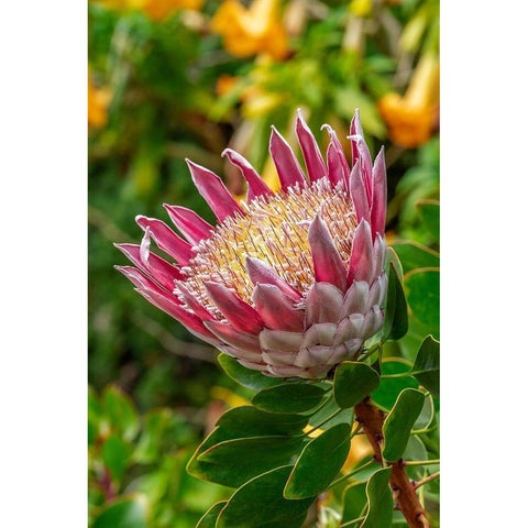 King Protea flower Black Modern Wood Framed Art Print by Engelbrecht, Lisa S.