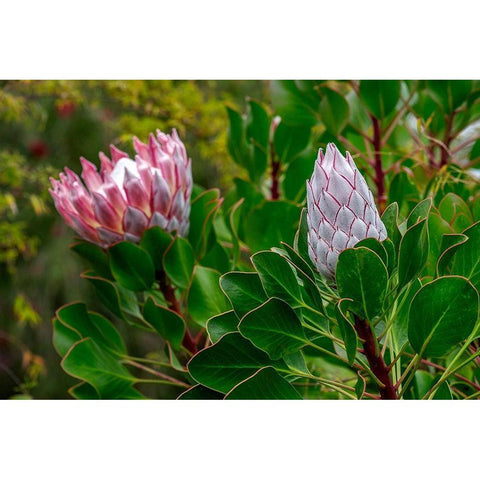 King Protea flower Black Modern Wood Framed Art Print by Engelbrecht, Lisa S.