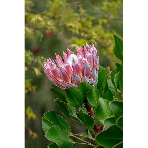 King Protea flower Black Modern Wood Framed Art Print by Engelbrecht, Lisa S.