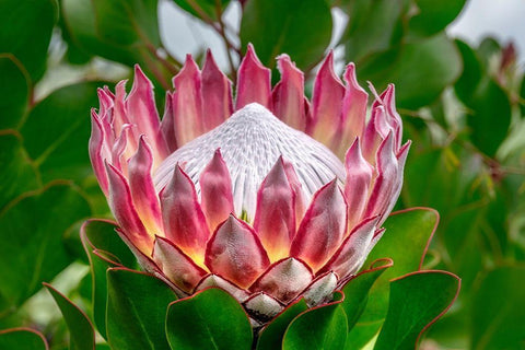 King Protea flower Black Ornate Wood Framed Art Print with Double Matting by Engelbrecht, Lisa S.