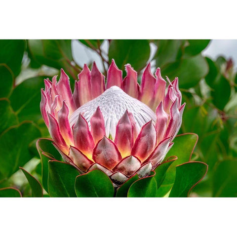 King Protea flower Black Modern Wood Framed Art Print with Double Matting by Engelbrecht, Lisa S.