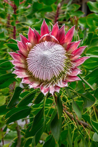 King Protea flower White Modern Wood Framed Art Print with Double Matting by Engelbrecht, Lisa S.