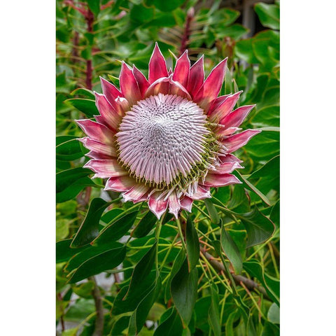 King Protea flower Black Modern Wood Framed Art Print by Engelbrecht, Lisa S.