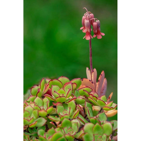 Lavender Scallops-succulent Black Modern Wood Framed Art Print by Engelbrecht, Lisa S.