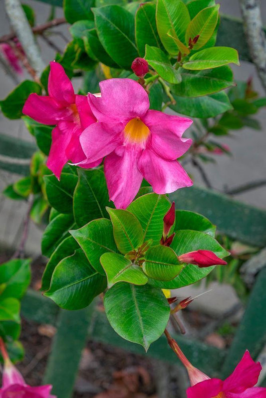 Image Only