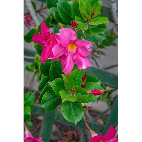 Mandevilla-Mexican love vine Black Modern Wood Framed Art Print by Engelbrecht, Lisa S.