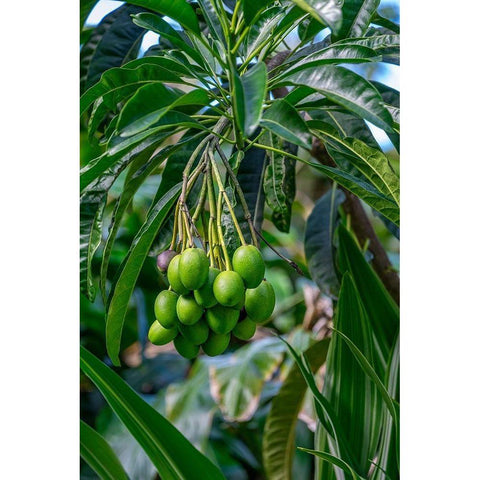 Mango fruit tree Black Modern Wood Framed Art Print with Double Matting by Engelbrecht, Lisa S.