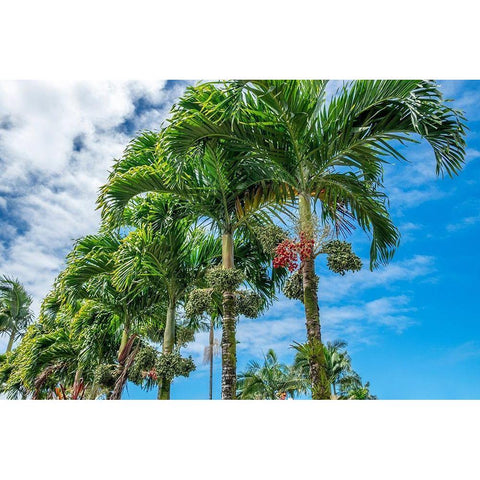 Manila Palm trees Gold Ornate Wood Framed Art Print with Double Matting by Engelbrecht, Lisa S.