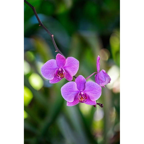 Moth Orchid Black Modern Wood Framed Art Print by Engelbrecht, Lisa S.