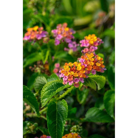 Multi-colored Lantana Black Modern Wood Framed Art Print by Engelbrecht, Lisa S.